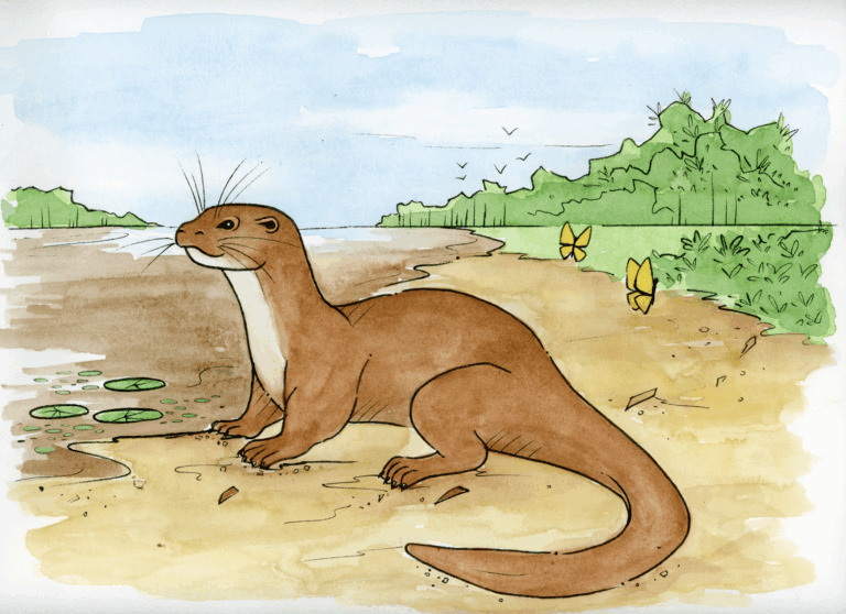 OtterFrontCover