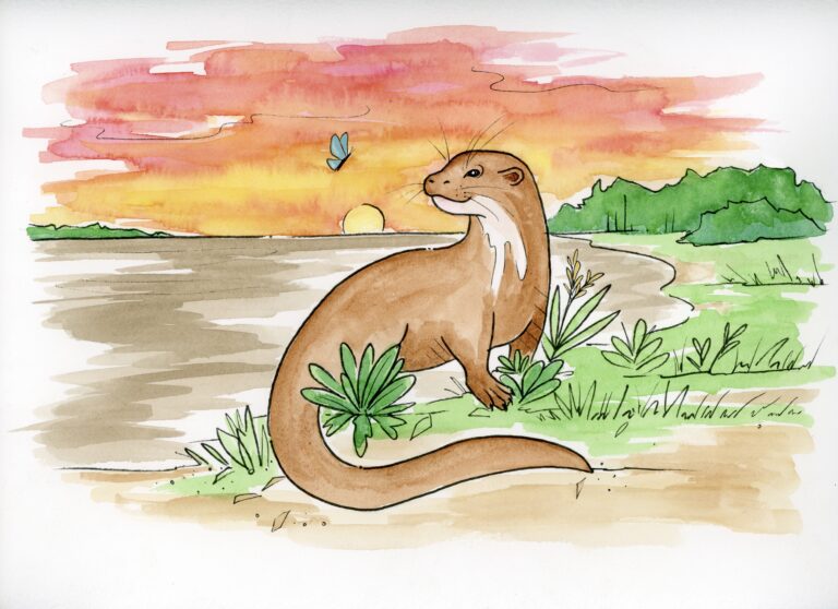 OtterPage50,51