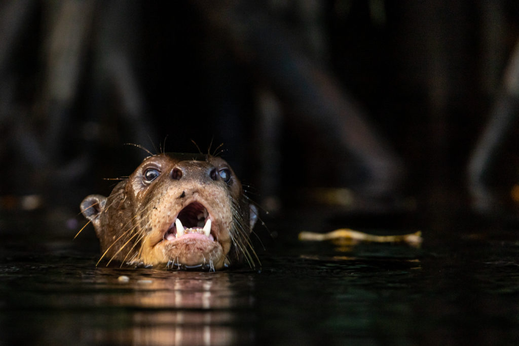 Giant RIver Otter